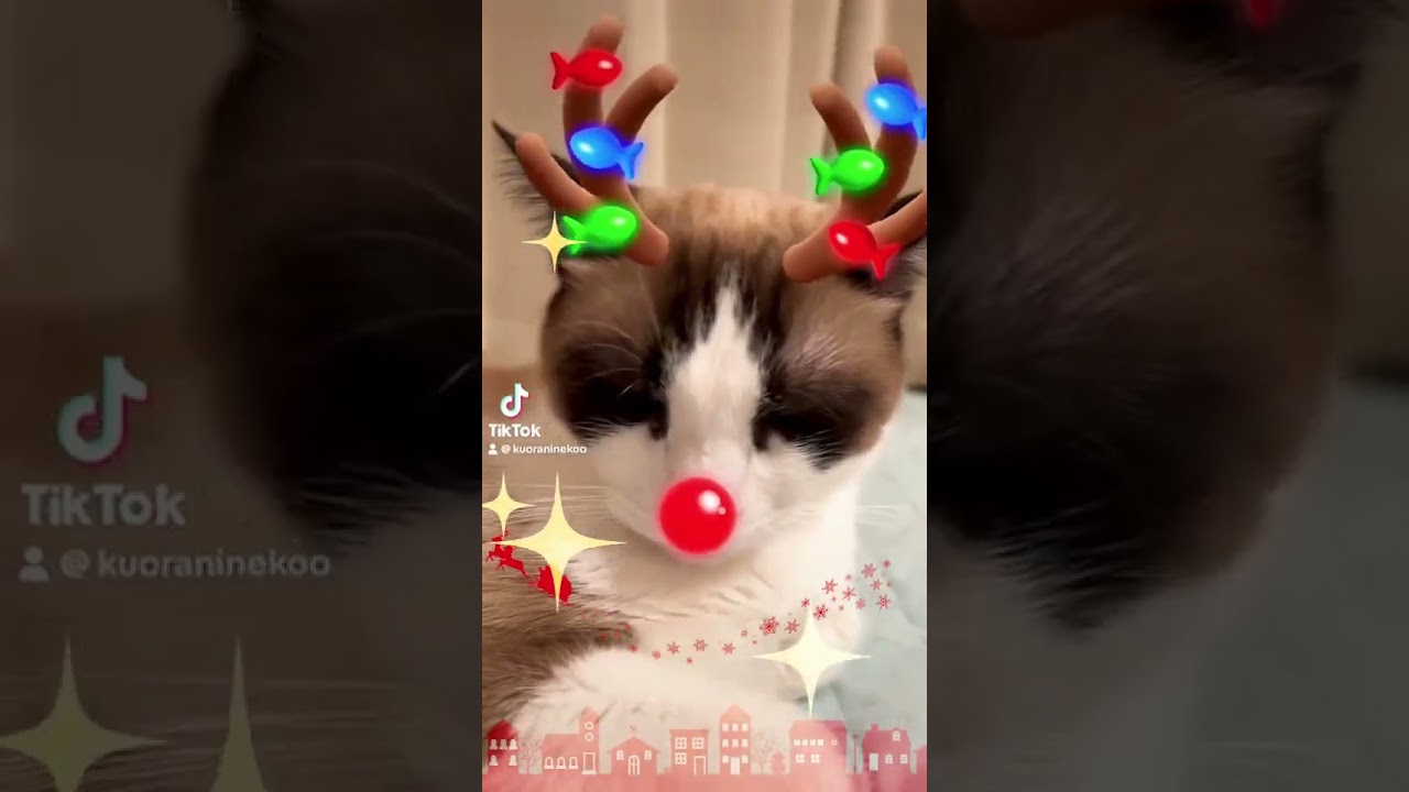 赤鼻を落とさないように頑張るシャム猫 #shorts Reindeer red nose and cat