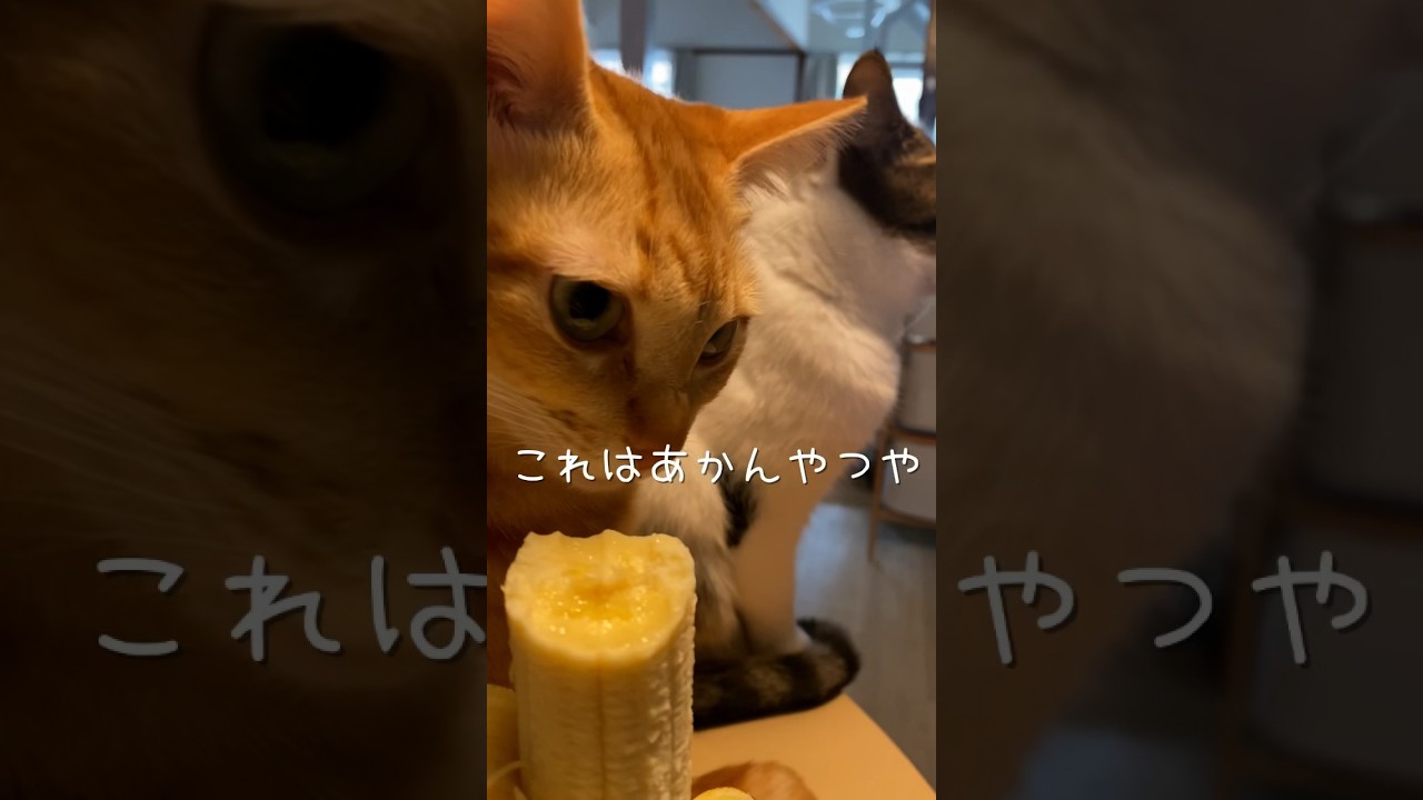 バナナが一本ありました　#ねこ #ねこ動画 #ねこのいる生活
