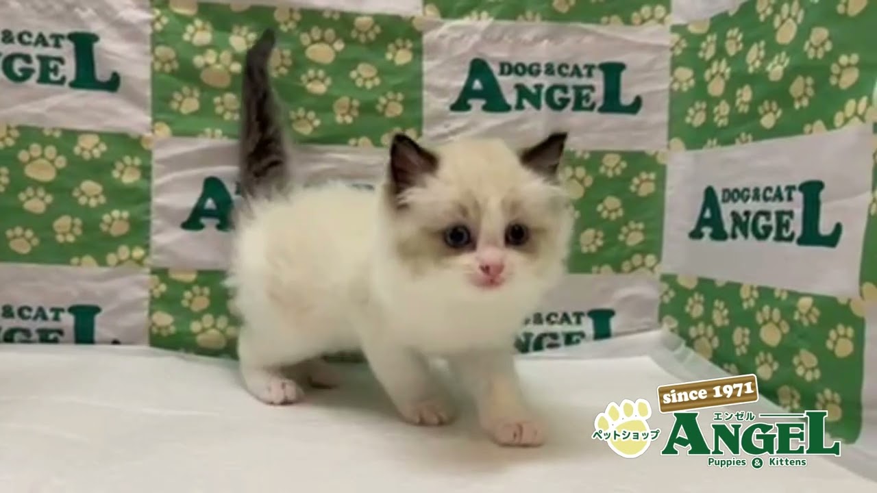 ラグドール 2311136 【ペットショップエンゼル　子犬・子猫販売】