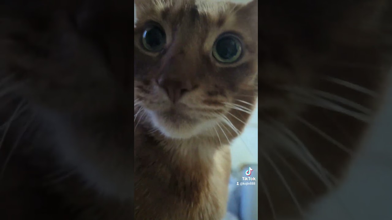 12/9おはようあびにゃん（´・ω・`）#猫#cat#アビシニアン