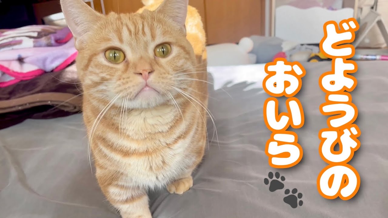 【癒し】土曜日の昼間のちゃーぼー #猫 #マンチカン