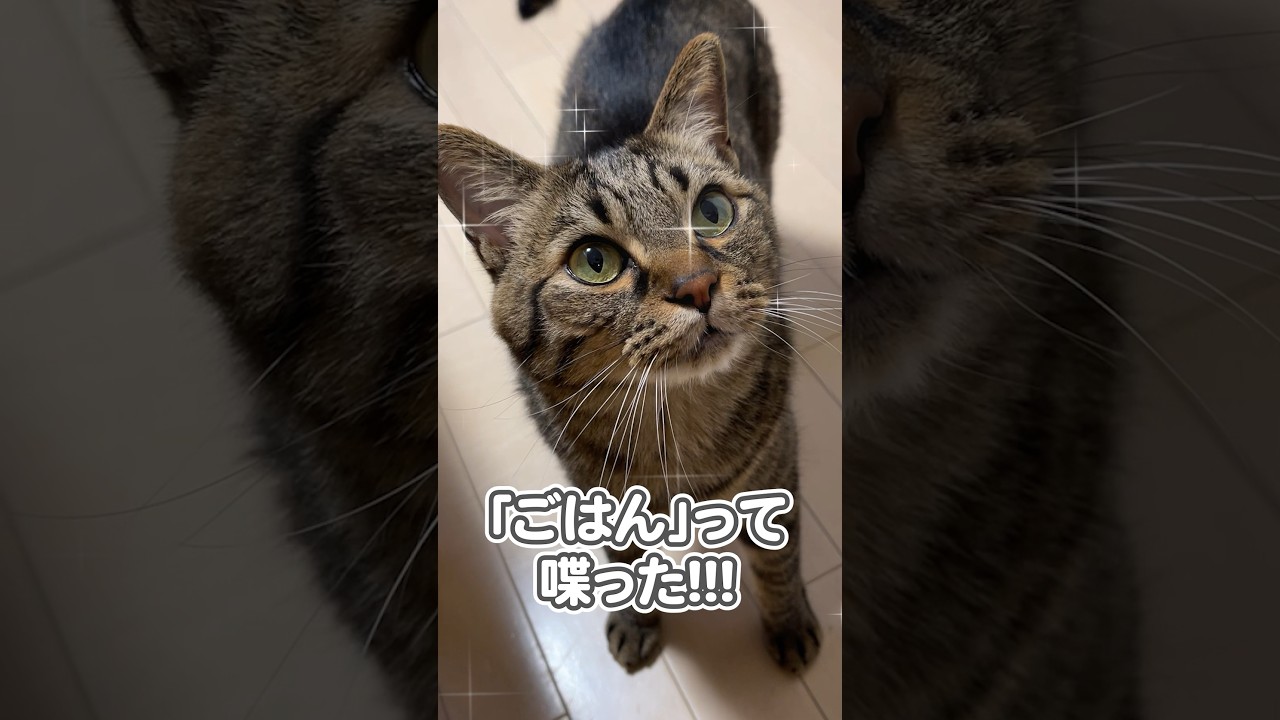 子猫の時よりも、確実に喋れるようになった猫