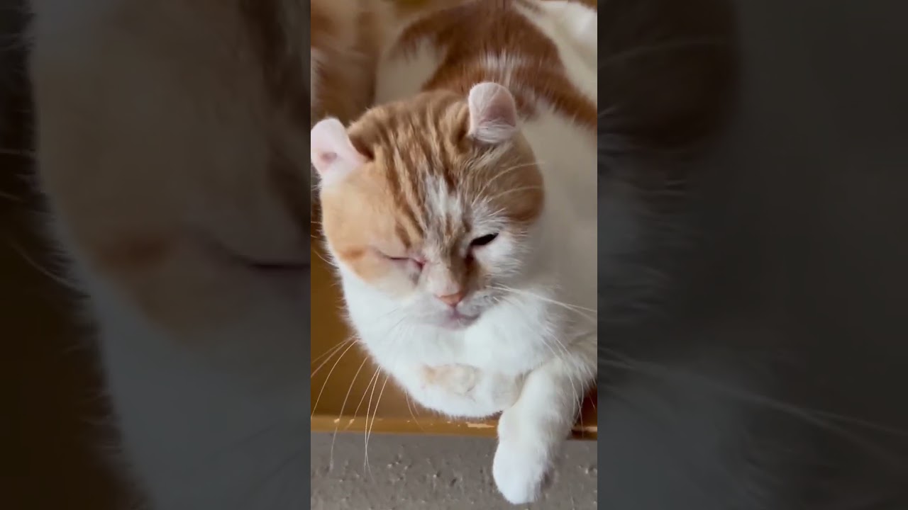 お行儀が悪い猫 #shorts  #猫 #アメリカンカール #cat