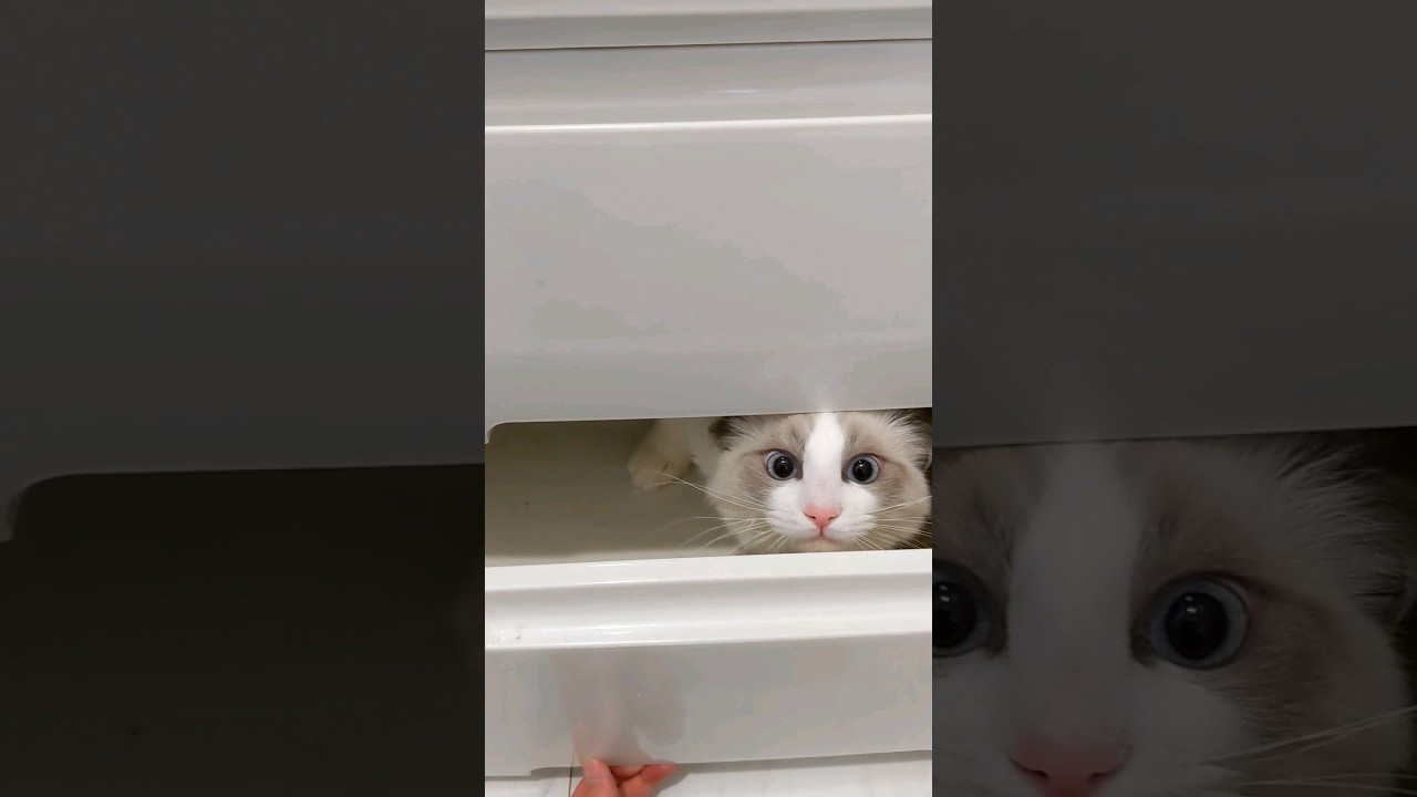 隠れるシャオル #猫 #子猫 #ラグドール