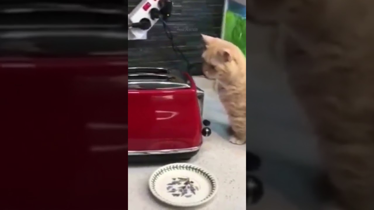 Cute brown cat 😺😻#youtubeshorts #youtube #shorts #shortsvideo #cat