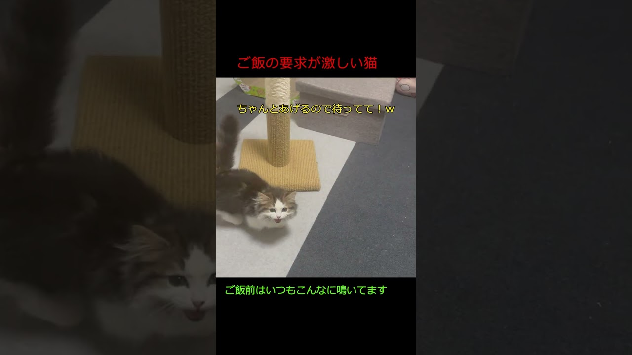 ご飯の要求が激しい猫　#shorts #マンチカン #ペット