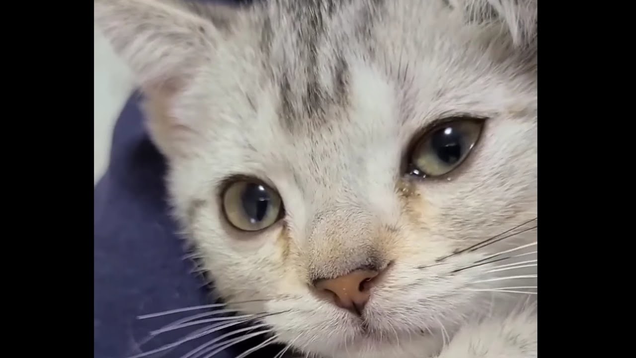 ☆彡27話【トラなこアルバム】#shorts #短い動画#アメリカンショートヘアー #子猫#マンチカン