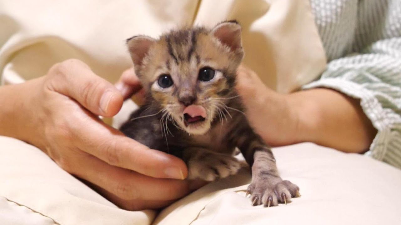 ミルクを飲み終えた子猫がお腹いっぱいで眠くなったので急ぎ足でベッドに戻る【赤ちゃん猫　保護猫】