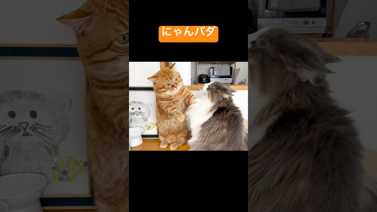 ランバダな猫 #猫 #マンチカン #shorts