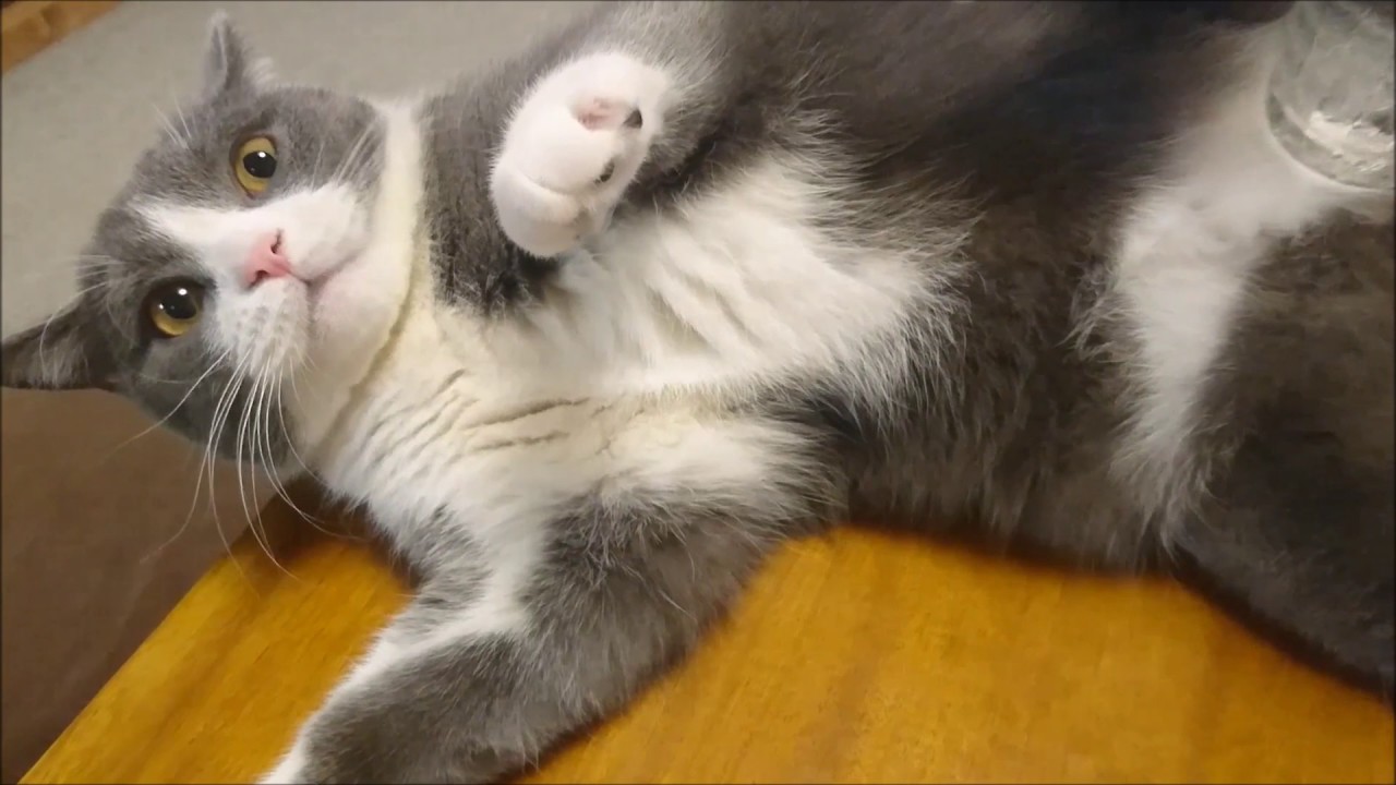 まんざらでもない ｜ ブリティッシュショートヘア 猫の小鉄