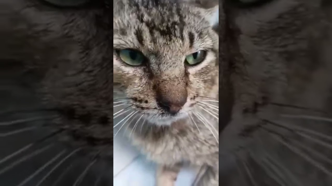 brown cat lover