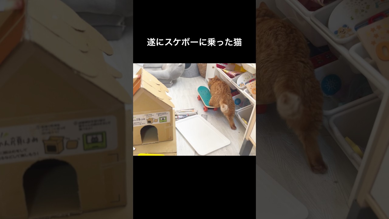 遂にスケボーに乗った猫！ #猫 #マンチカン #shorts