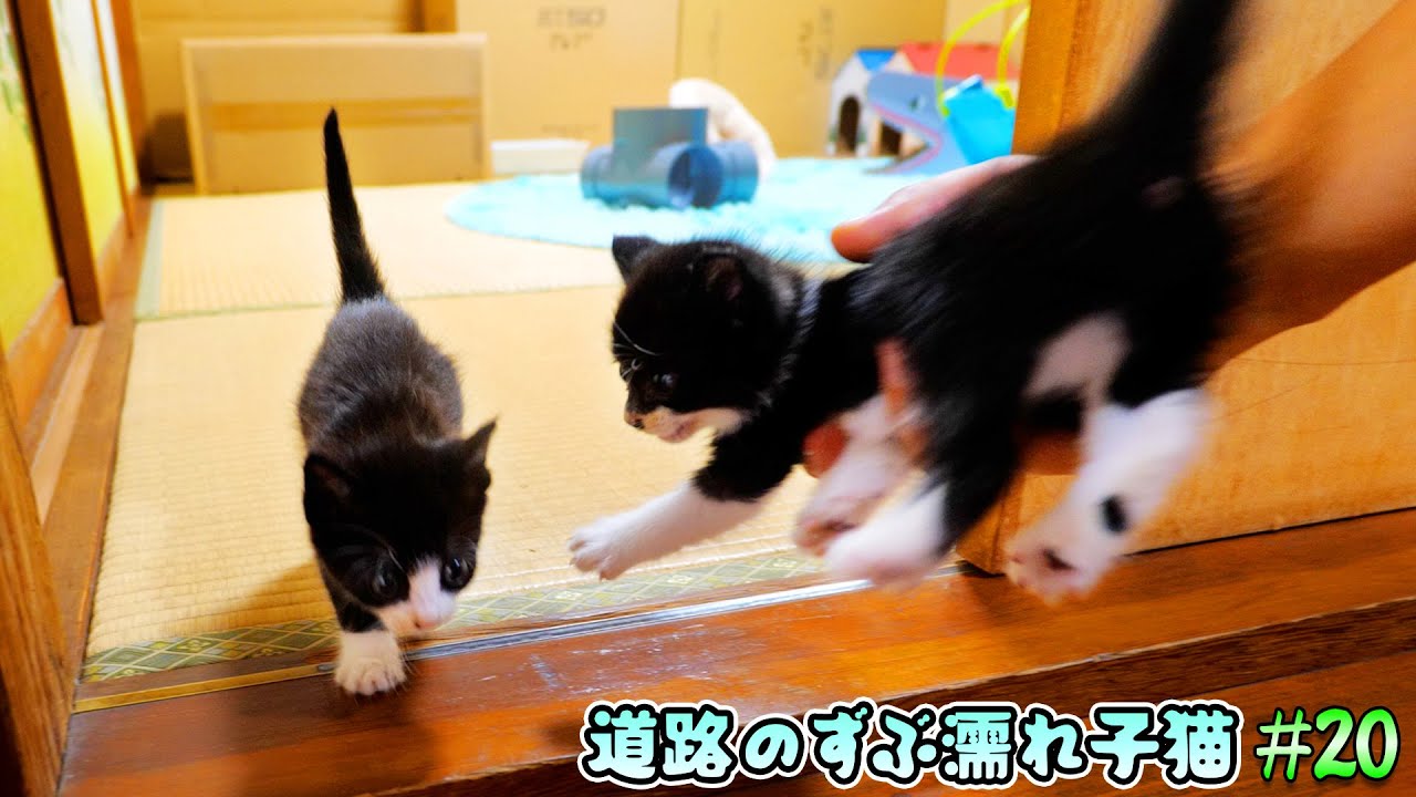 一匹入れても一匹出て来るネコネコパニックでパパもパニック🐈🐈💨【道路のずぶ濡れ子猫 #20】