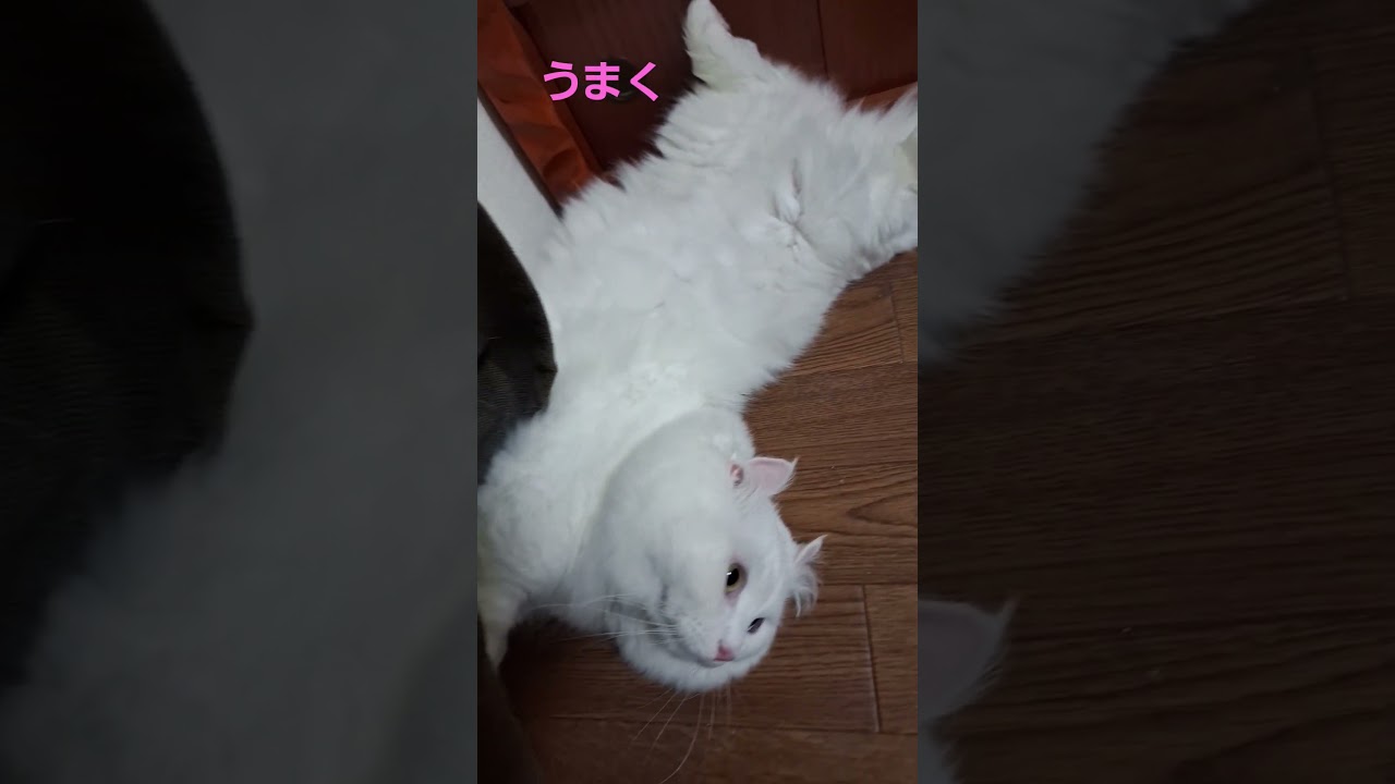 【オッドアイ幸せを呼ぶ猫】うまくへそ天できないラビちゃん#猫#cat#白猫#キンカロー#shorts