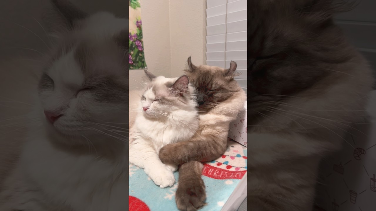 🎄クリスマスツリーの前で寄り添う猫のカップル #shorts #クリスマス #cat #ラグドール