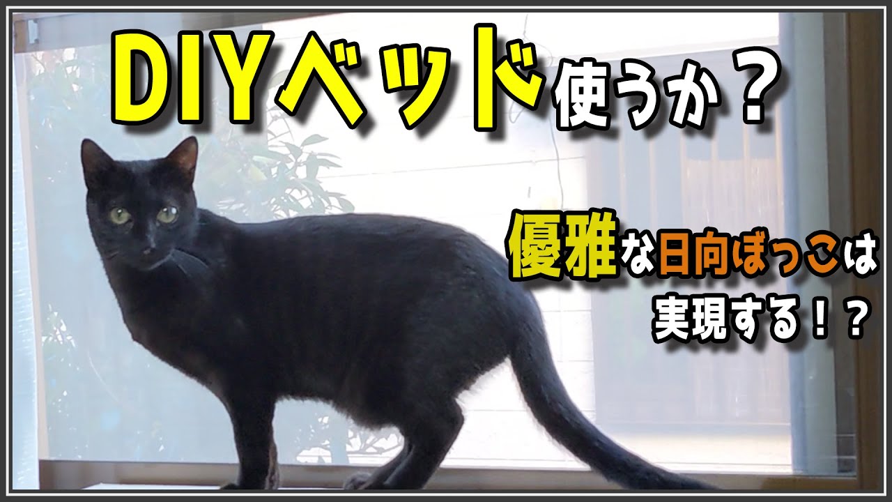 【No.20】DIYベッド使ってくれるのか！？　黒猫キルア（元保護猫）