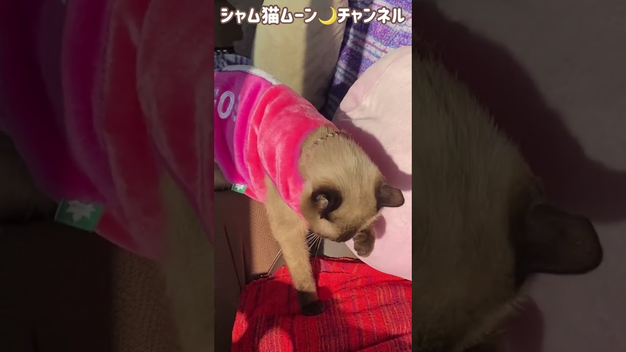 シャム猫ムーン🌙チャンネル・日向ぼっこ💗　＃SHORTS　＃ショート