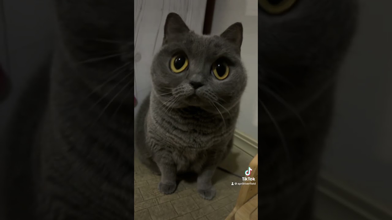 目がでっかくなったメイちゃん         #シャルトリュー #japan #猫 #cat #pets #ねこ #chartreux #にゃんこ #かわいい #kawaii #猫のいる暮らし