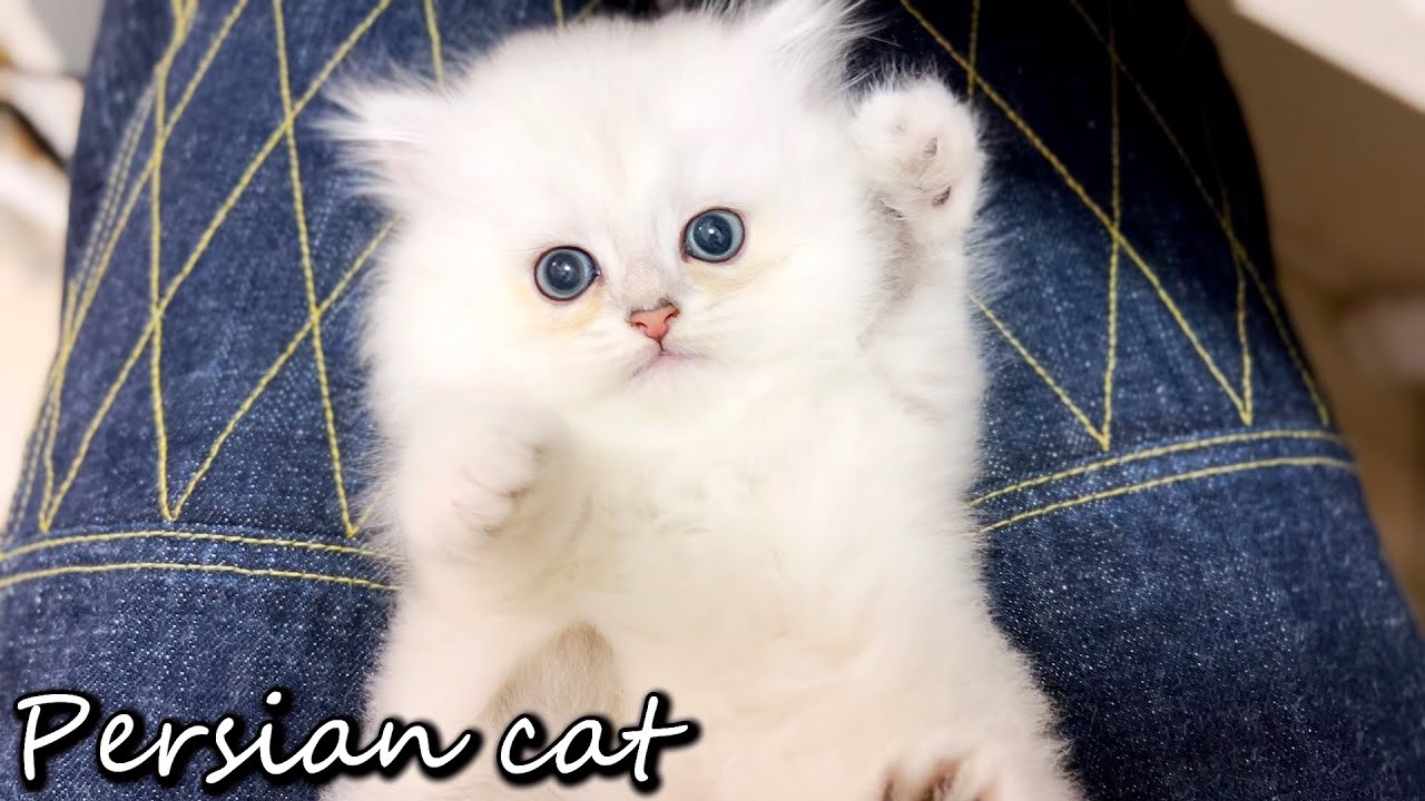 【子猫の思い出】ペルシャ兄弟の成長記録　総集編・後編～　 マンチカン短足・ミヌエット・ペルシャ猫専門ブリーダー『ペット蔵人』【子猫の成長記録】