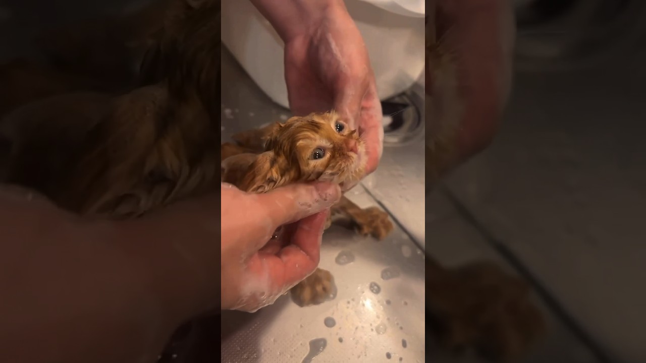 はじめての猫シャン！撮影前にふわふわにするよ#サイベリアン #ブリーダー