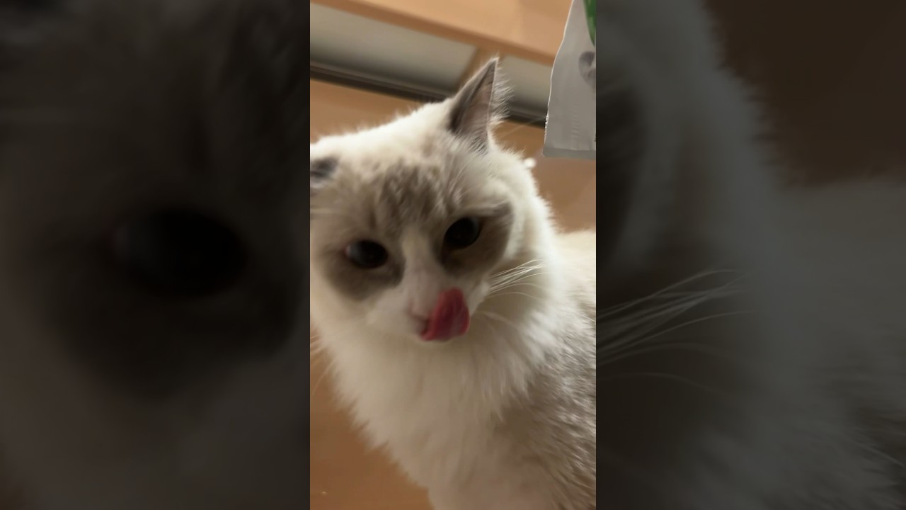 むしゃむしゃご飯 #ラグドール #眼振 #ragdoll #cat #बिल्ली #kошка #kucing #gato #kedi #shorts