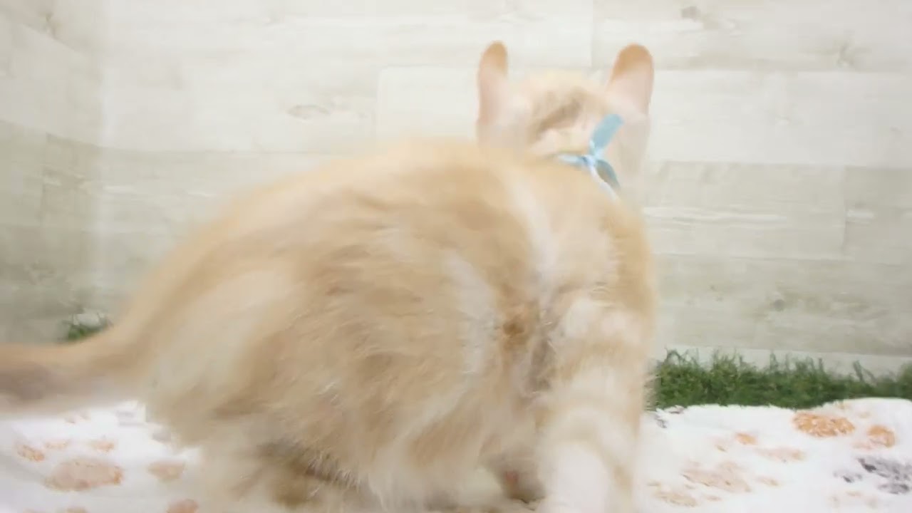 Coo&RIKU　No00658556 アメリカンカール