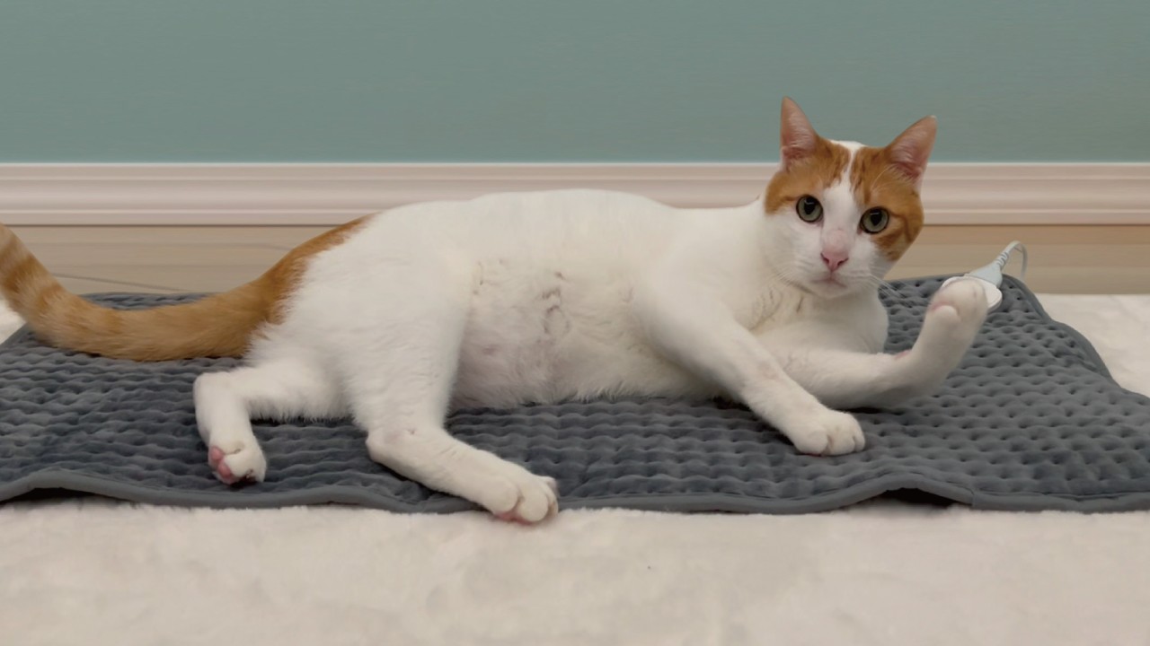 寒さ対策で猫に電気カーペットをプレゼントしたらこうなりました【関西弁でしゃべる猫】【猫アテレコ】