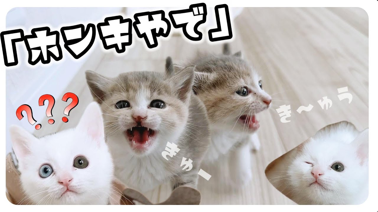 子猫はごはんでひとが変わる？！突然高速で動けるようになる！ついにアクリルを外して直接対面してみました【保護猫生活36日目】