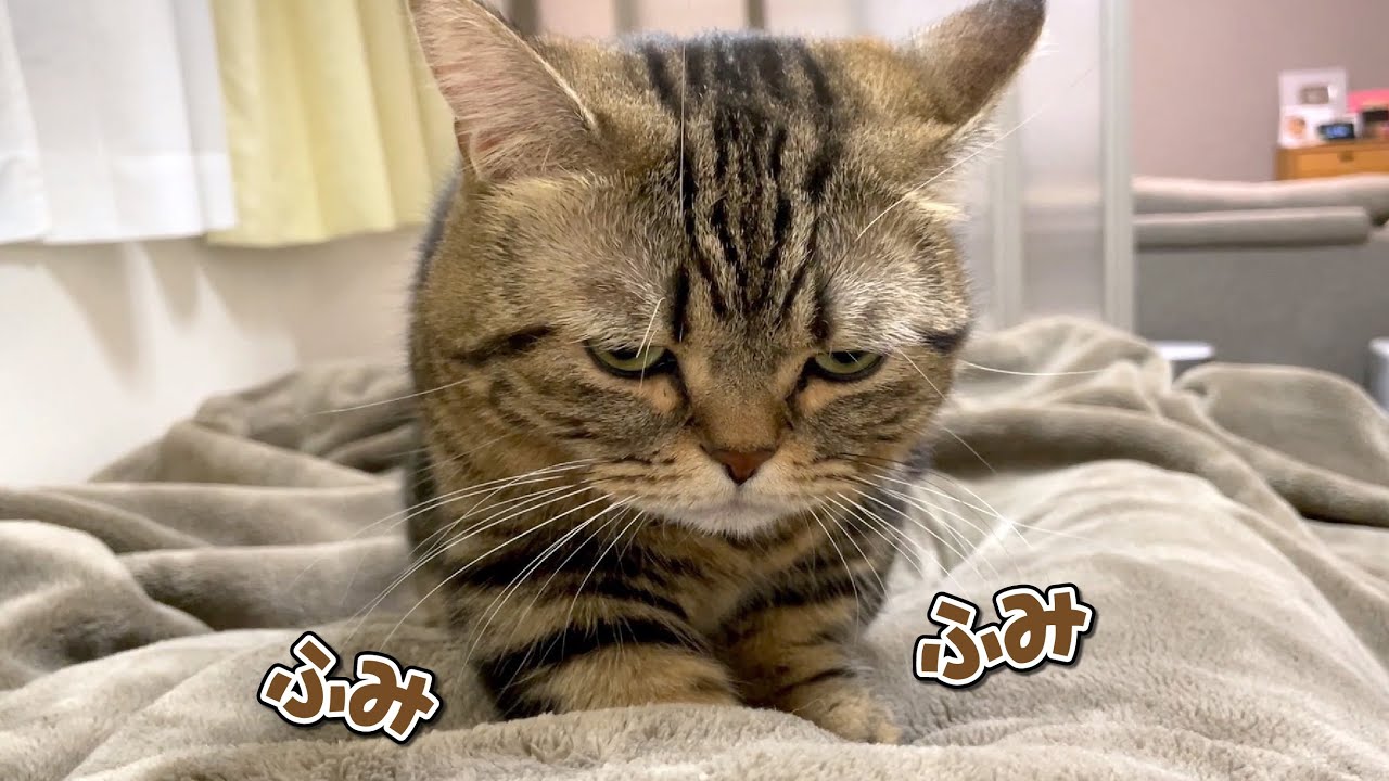 ジト目が可愛い弟猫のふみふみ姿が可愛すぎる…！