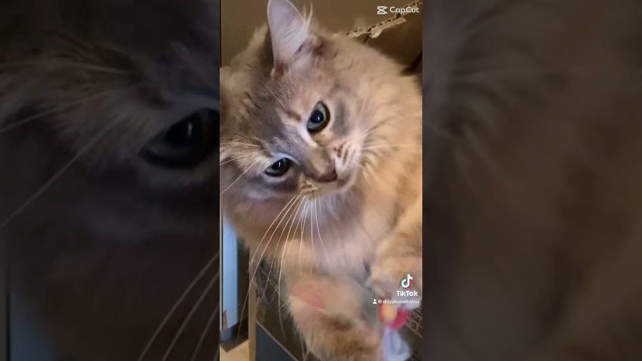 破壊者。#cat #猫 #ソマリ　#酔いどれ知らず #今さら流行に乗ってみた