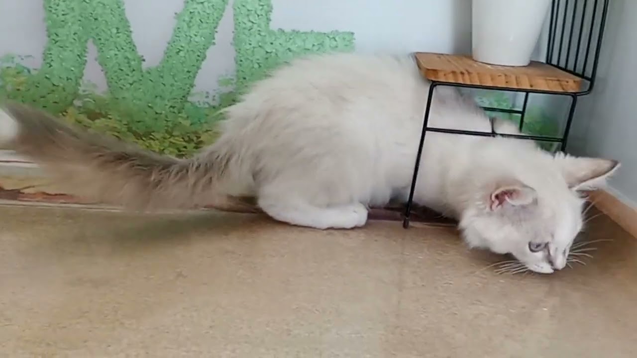 658372 ラグドール