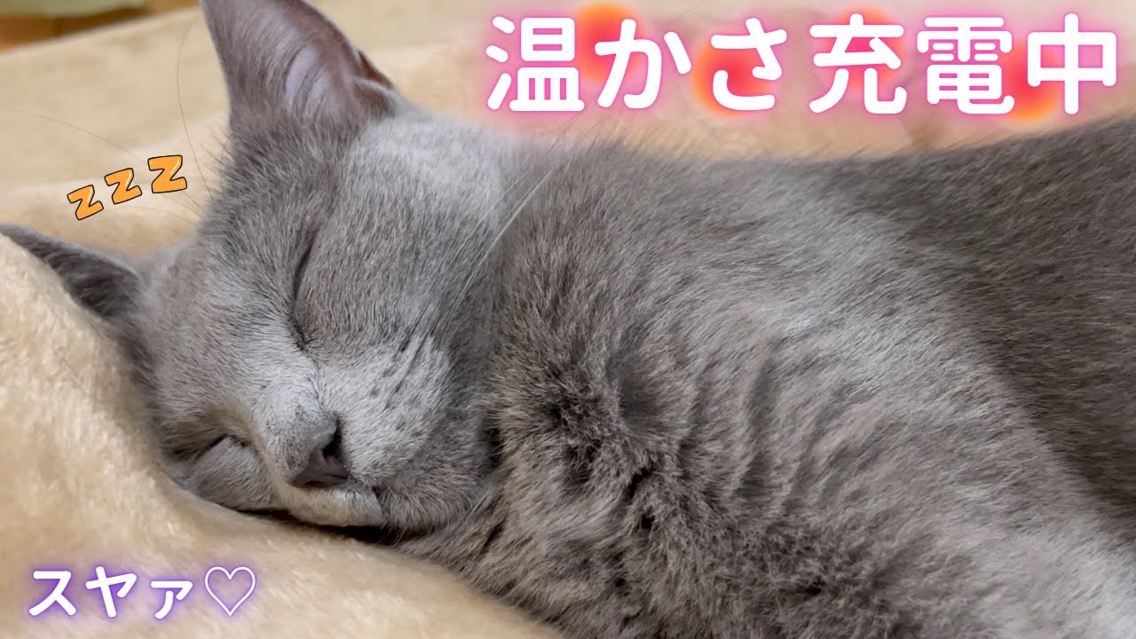 温かさ＆イイ匂いを内に秘めた猫（ロシアンブルー）