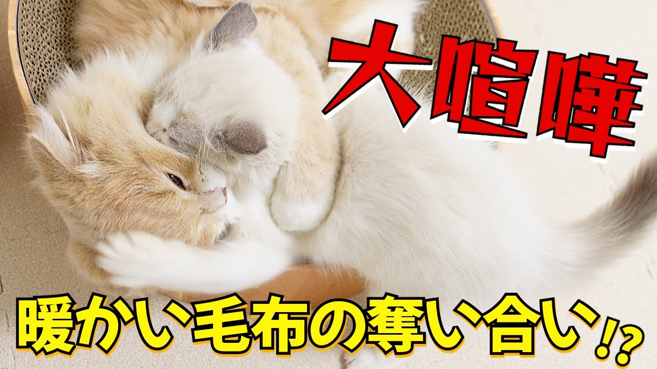 【ラグドール】寒くなったので子猫に暖かい毛布を出してあげたら大変なことになったｗ