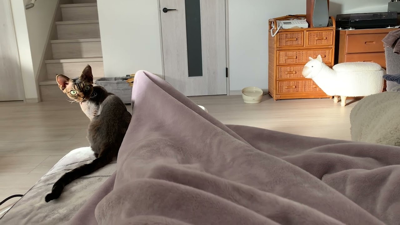 デボンレックス弟と狩遊びしました(Devon Rex cat is a hunter)