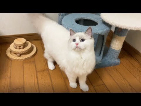 【ラグドール】前髪パッツンアシメな子【お迎え募集中】