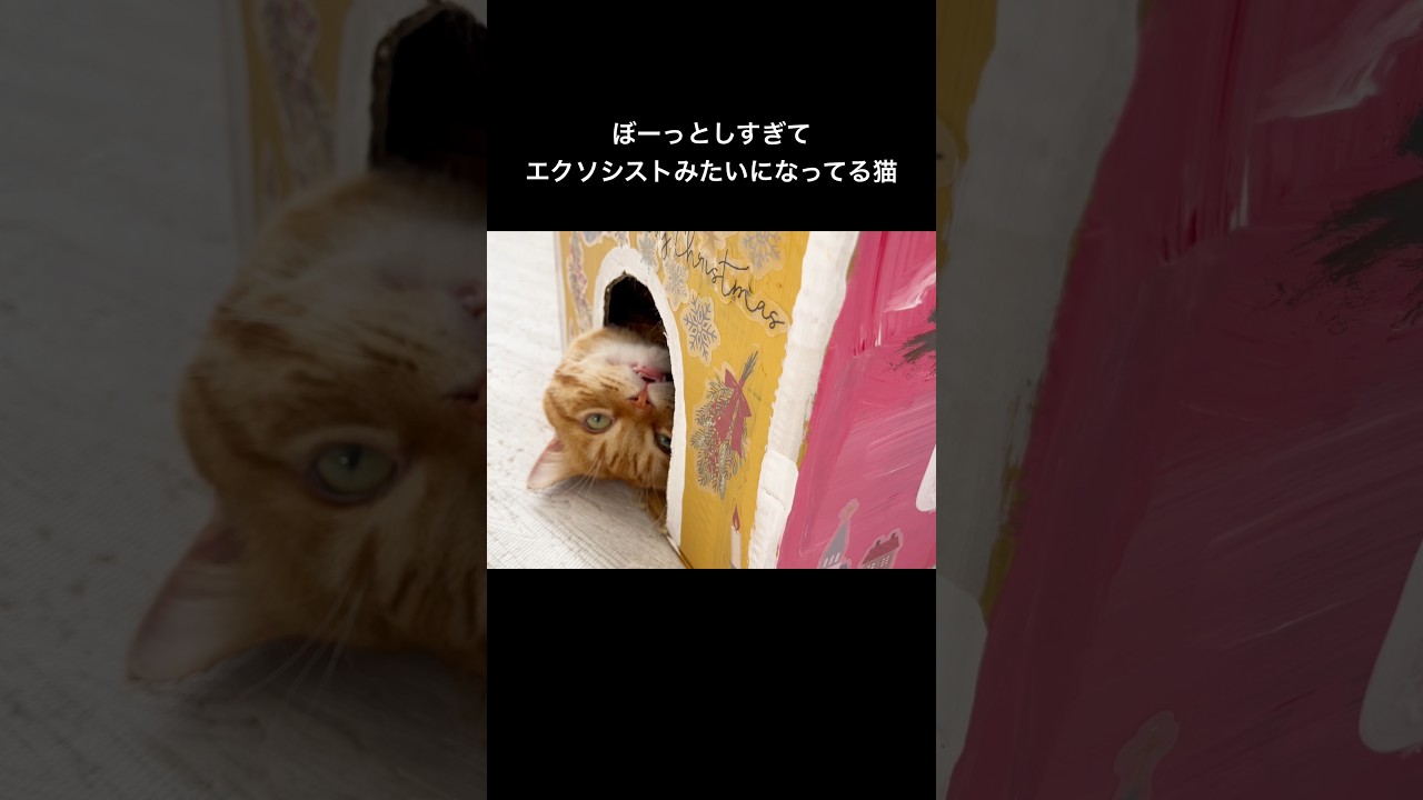 ボーッとしすぎてエクソシストみたいになってる猫 #猫 #マンチカン #shorts