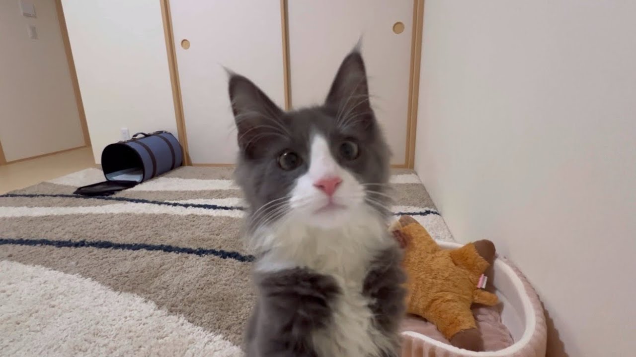 【モニタリング】ひとりになった仔猫ターキッシュアンゴラを観察してみたwww