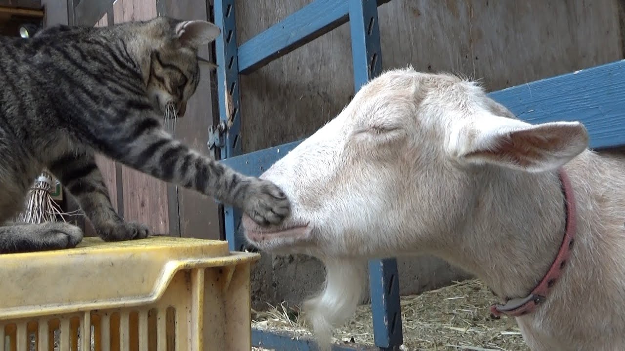 挨拶代わりにヤギを叩いてしまった子猫