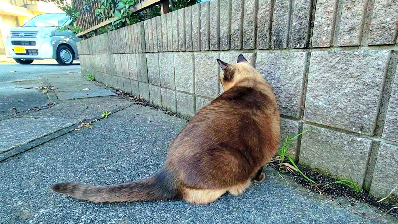 「家に戻って」と頼んでも戻ってくれないシャム猫の元へ車が来た結果🚙