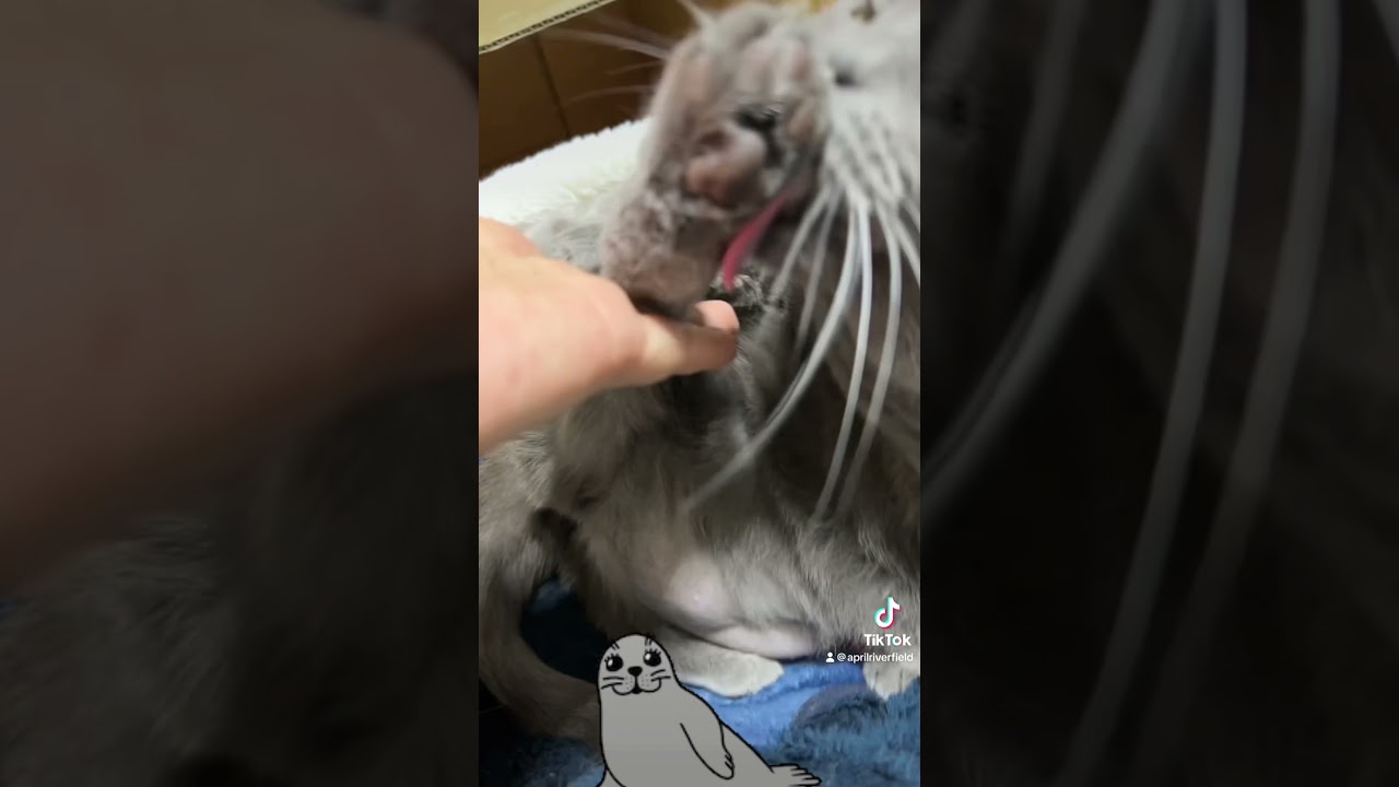 100キロ超えたらデブです    #シャルトリュー #japan #kawaii #cat #猫 #pets #ねこ #chartreux #にゃんこ #ぽっちゃり
