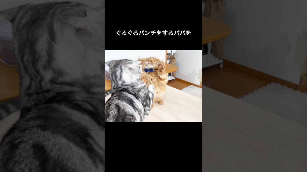 ぐるぐるパンチをするパパ猫を優しくたしなめる息子 #猫 #マンチカン #shorts