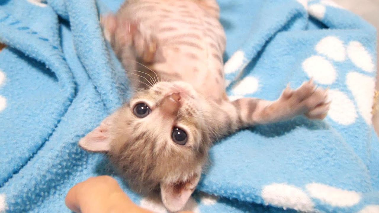 満腹過ぎて起き上がれない子猫がママに助けを求めてバタバタ【赤ちゃん猫　保護猫】