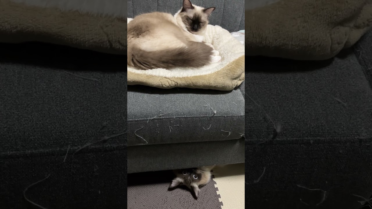 ラグドールのたぬきみたいな猫達は楽しい🐱 #cat #ragdoll #kitten #ねこ #ラグドール #猫のいる暮らし #ラグタイム #保護猫 #アライグマ #子猫