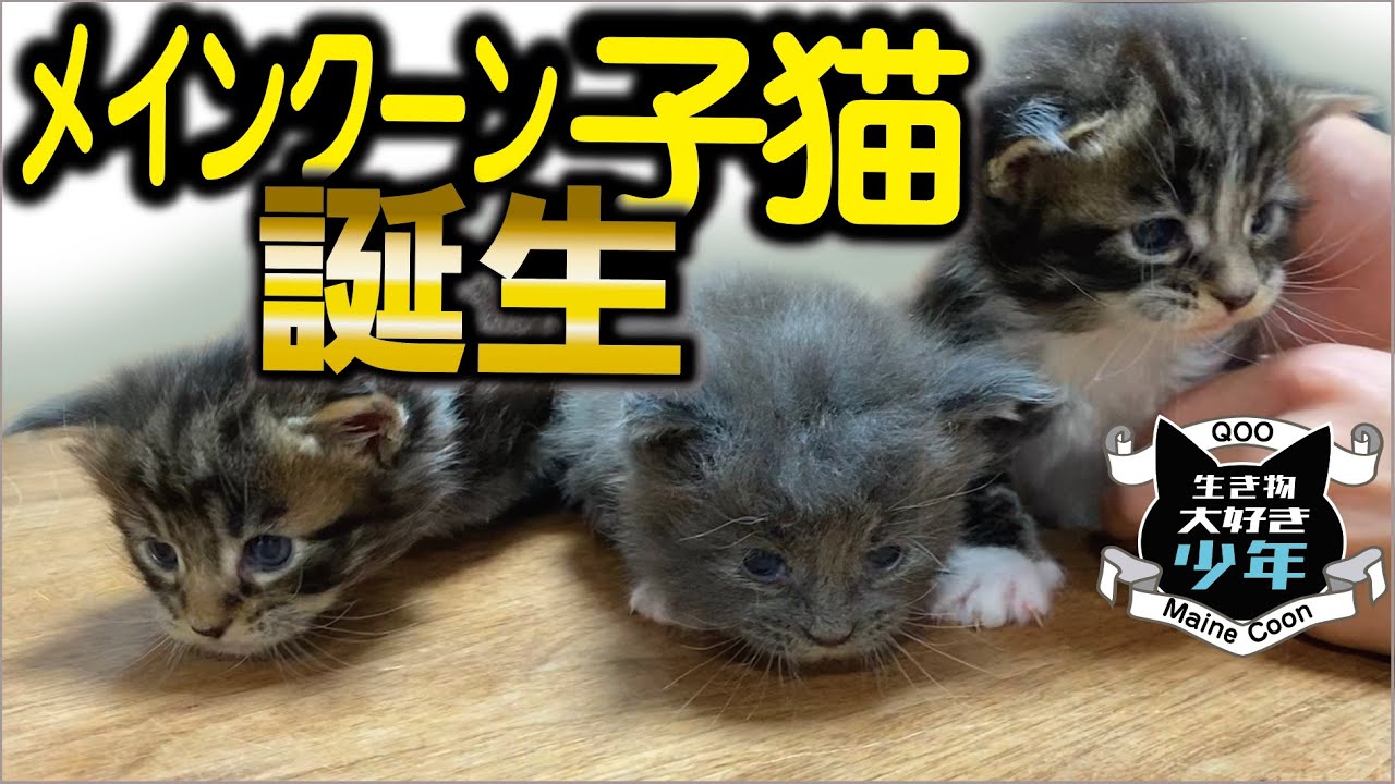 【メインクーン】子猫3匹産まれました！生後23日目の子猫たち。母猫の引っ越し行動／メインクーンキャッテリー東京小野クーン