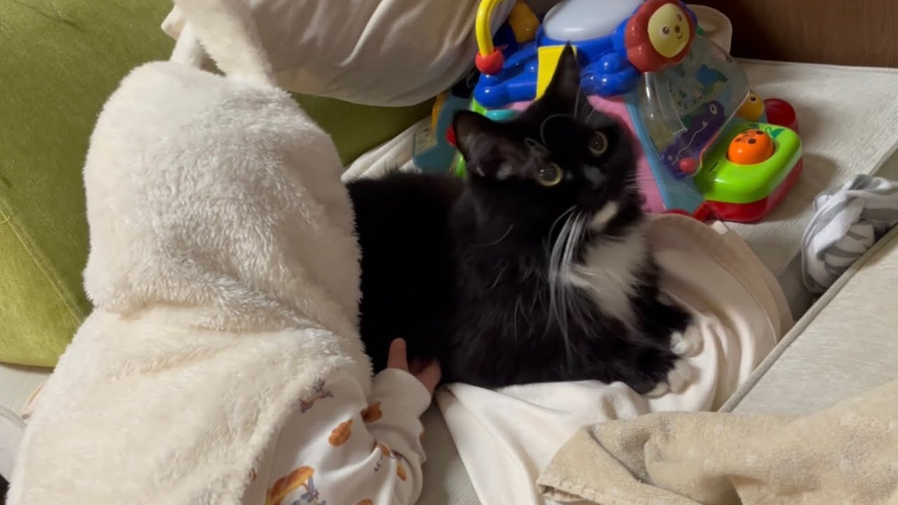 二歳児を猫吸い中毒にさせた猫　ラガマフィン　The cat that made the child addicted to cats