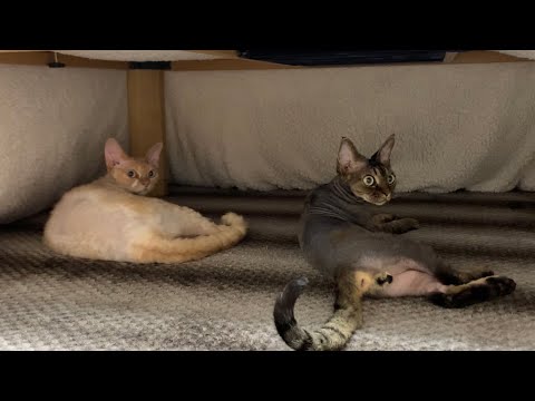 デボンレックス兄弟はこたつが大好きです(Devon Rex brothers love kotatsu heater)