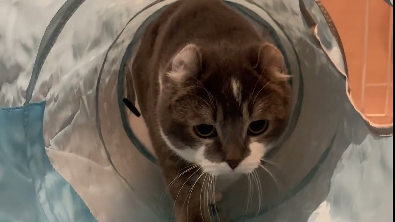 【長編】キャットトンネルに初挑戦するたぴさん【アメリカンカール・子猫】