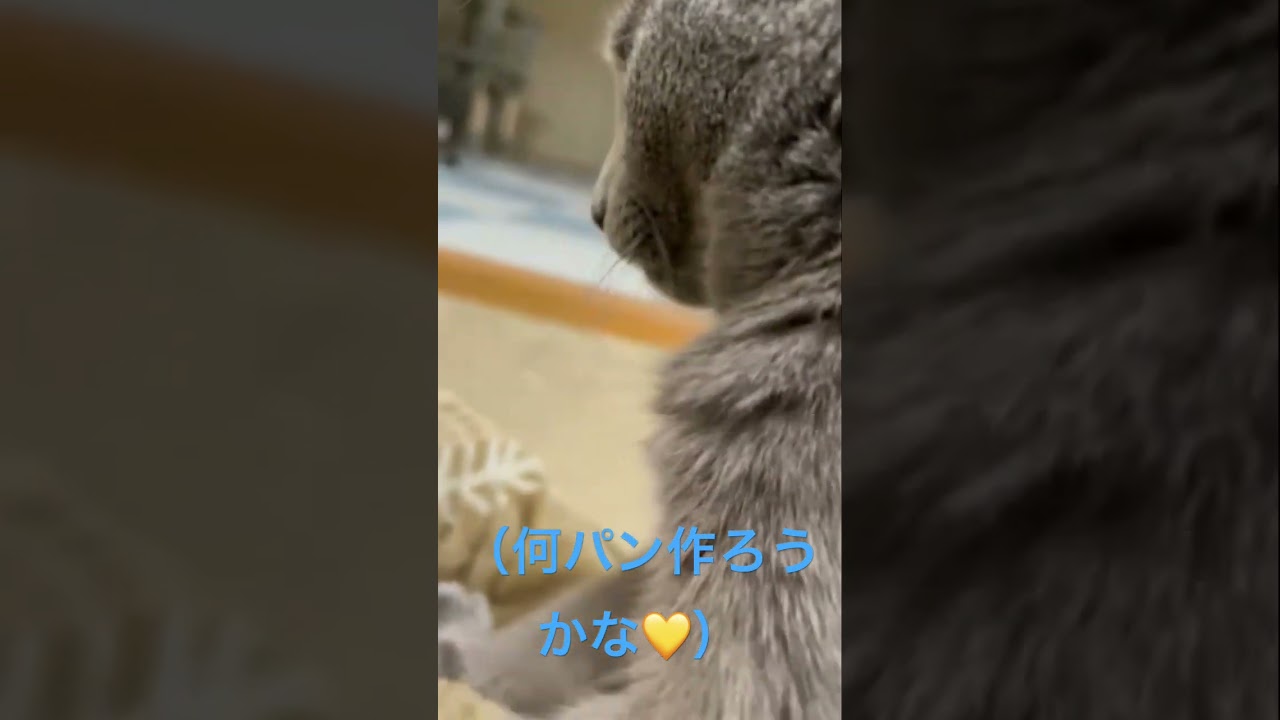 パンの種類に迷うフミフミ猫（ロシアンブルー）#shorts