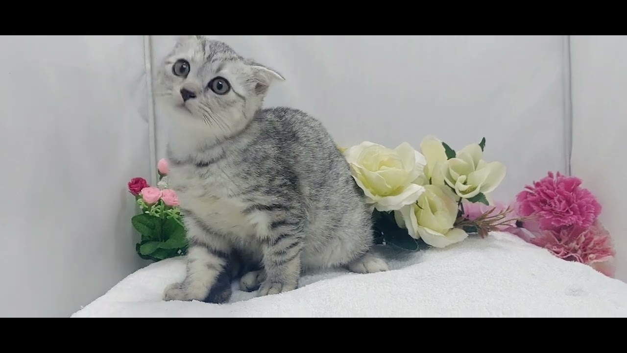 宮城県猫ブリーダー/スコティッシュフォールド子猫なら