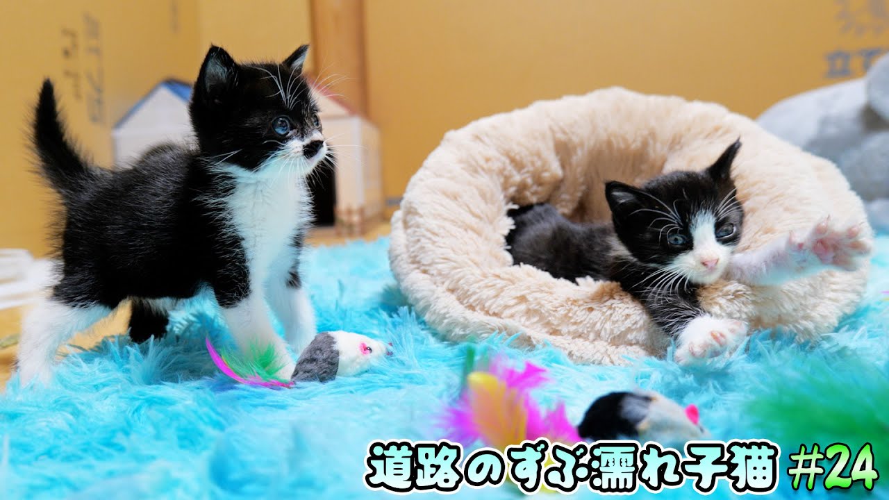 子猫達にパニックマウスをプレゼントしたら戦術が天才過ぎた！【道路のずぶ濡れ子猫 #24】